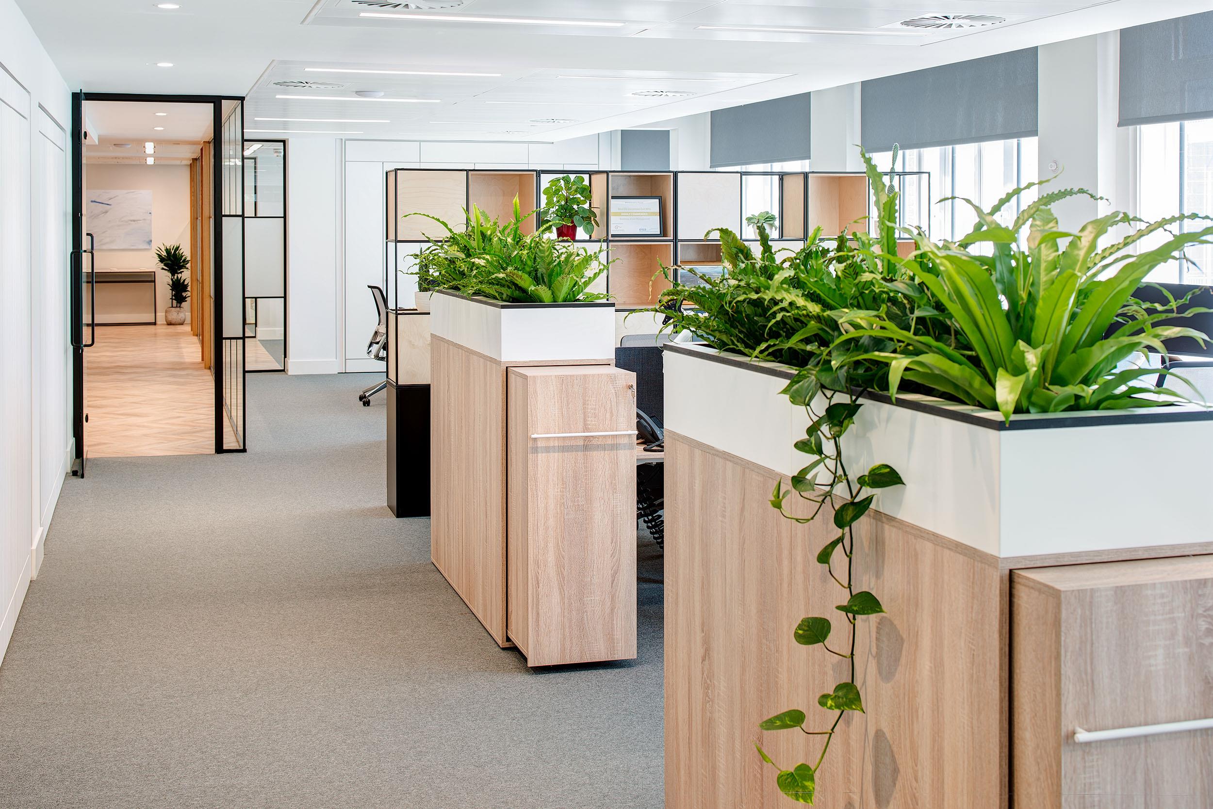 Open-plan office at Guinness Asset Management with Platfform-supplied storage units topped with lush greenery, dividing workstations while adding natural texture.